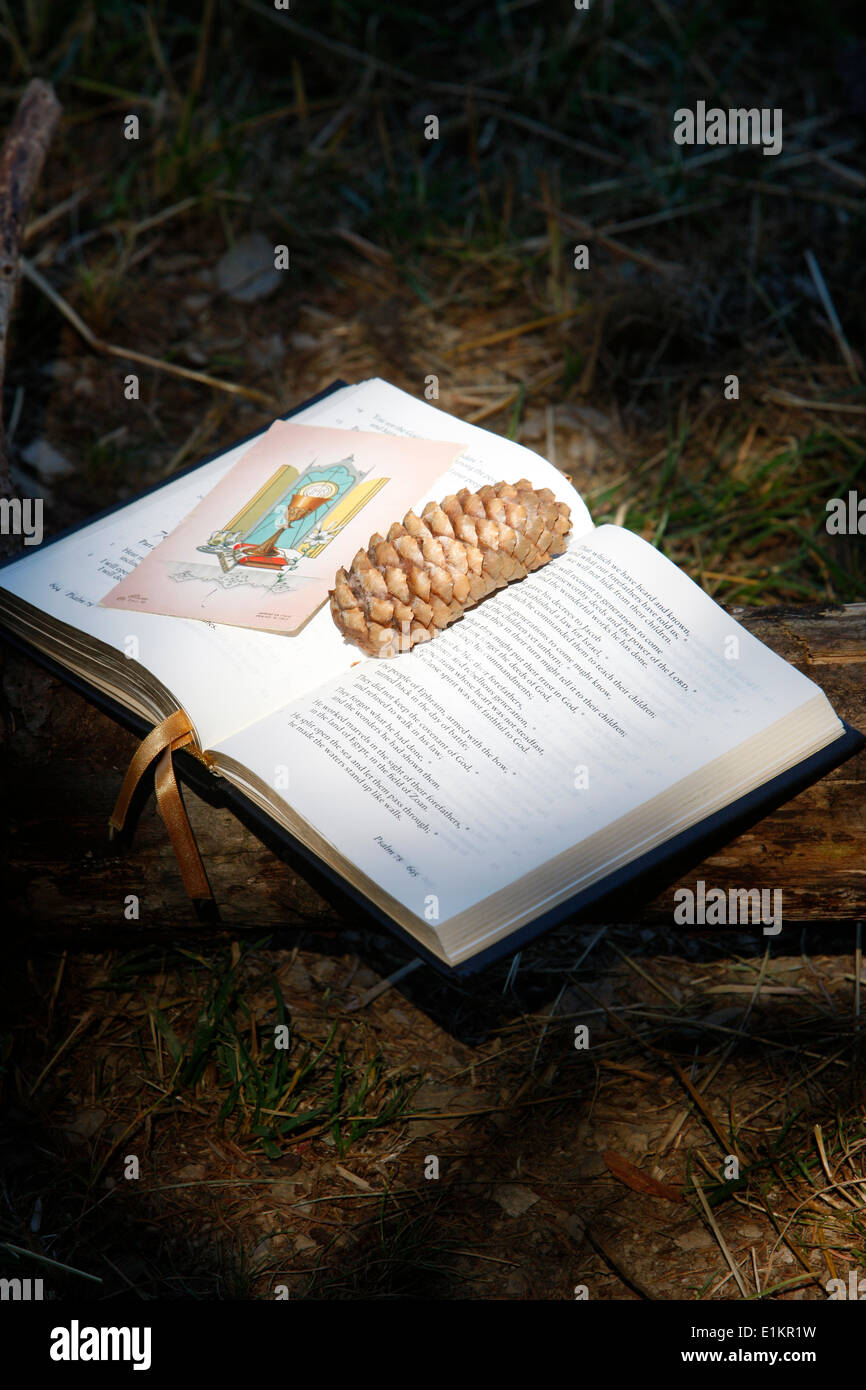 Bible with pine cone Stock Photo Alamy