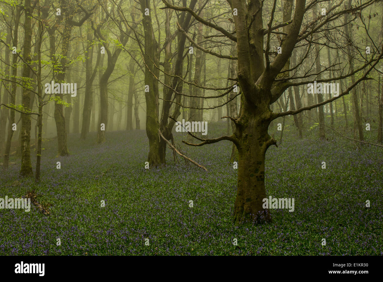 Bluebells in the Wenallt Woods in North Cardiff, Wales on a misty morning. Stock Photo