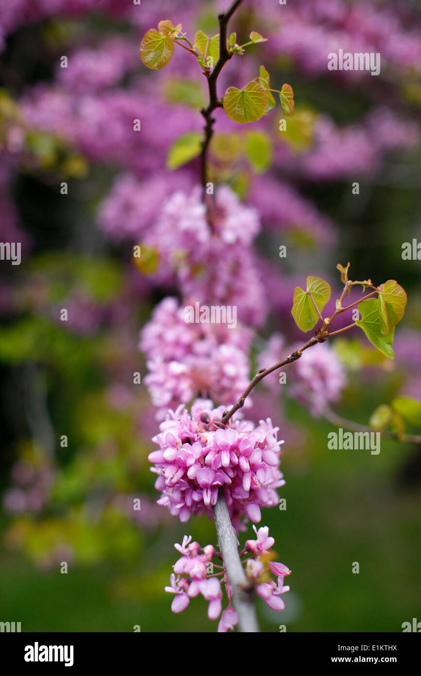 Spring buds Stock Photo