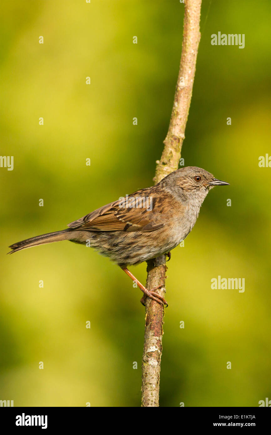 Dunnock (Prunella modularis) - UK Stock Photo