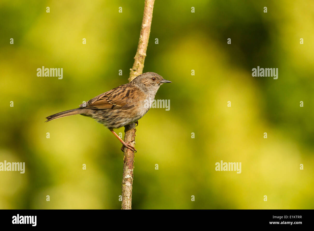 Dunnock (Prunella modularis) - UK Stock Photo