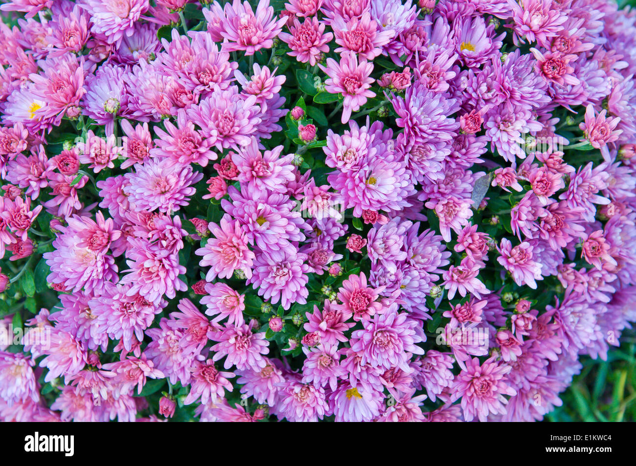 Red chrysanthemum flowers hi-res stock photography and images - Alamy