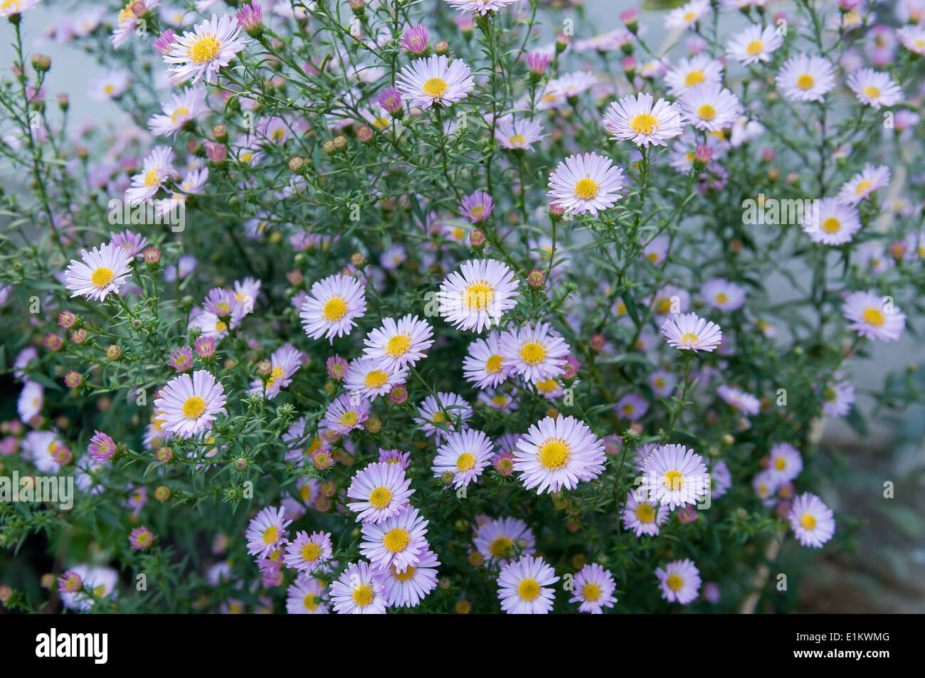 Symphyotrichum novi-belgii flowers close up background Stock Photo