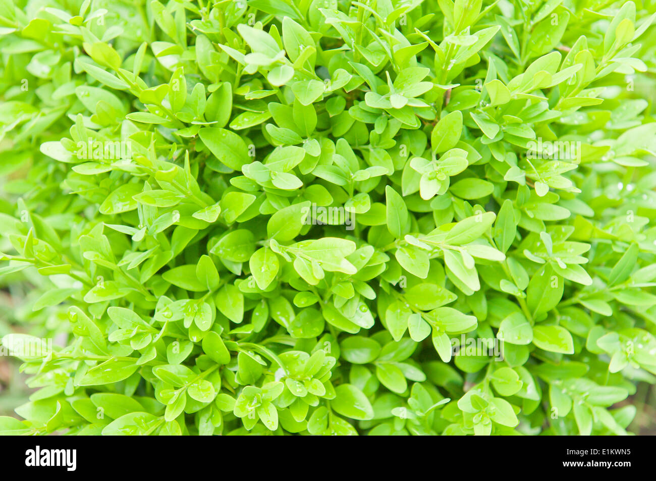 boxwood bush close up background Stock Photo Alamy