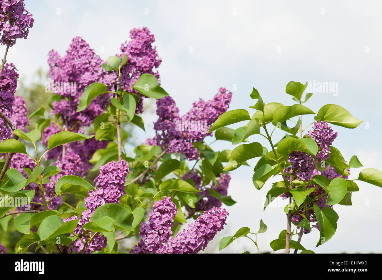 Syringa flowers on sky background Stock Photo - Alamy