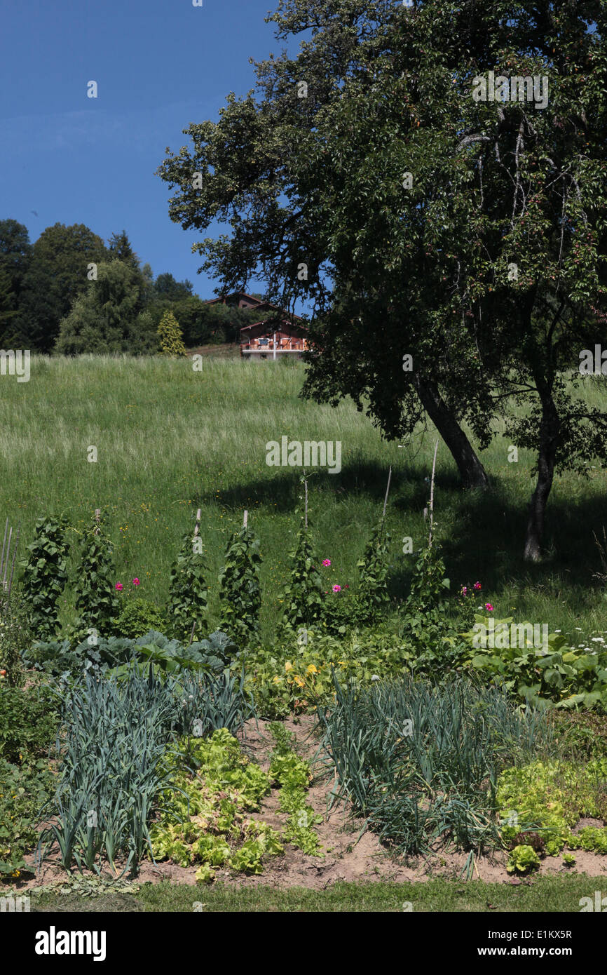 Vegetable garden hi-res stock photography and images - Alamy