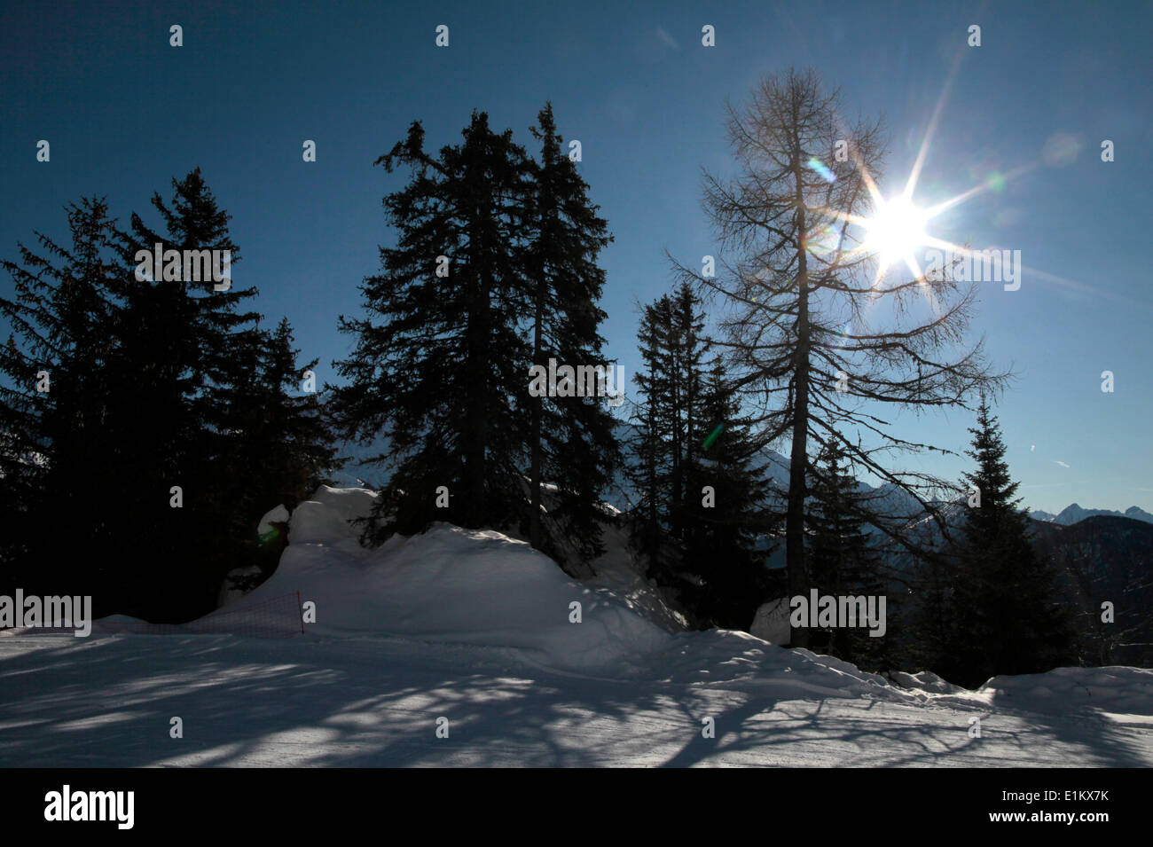 Sun and trees Stock Photo