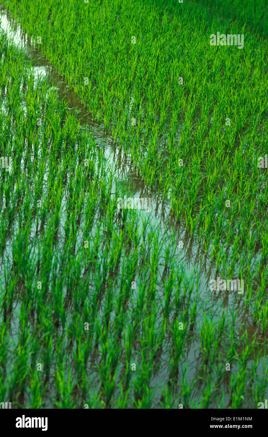 Tamil Nadu rice field Stock Photo - Alamy