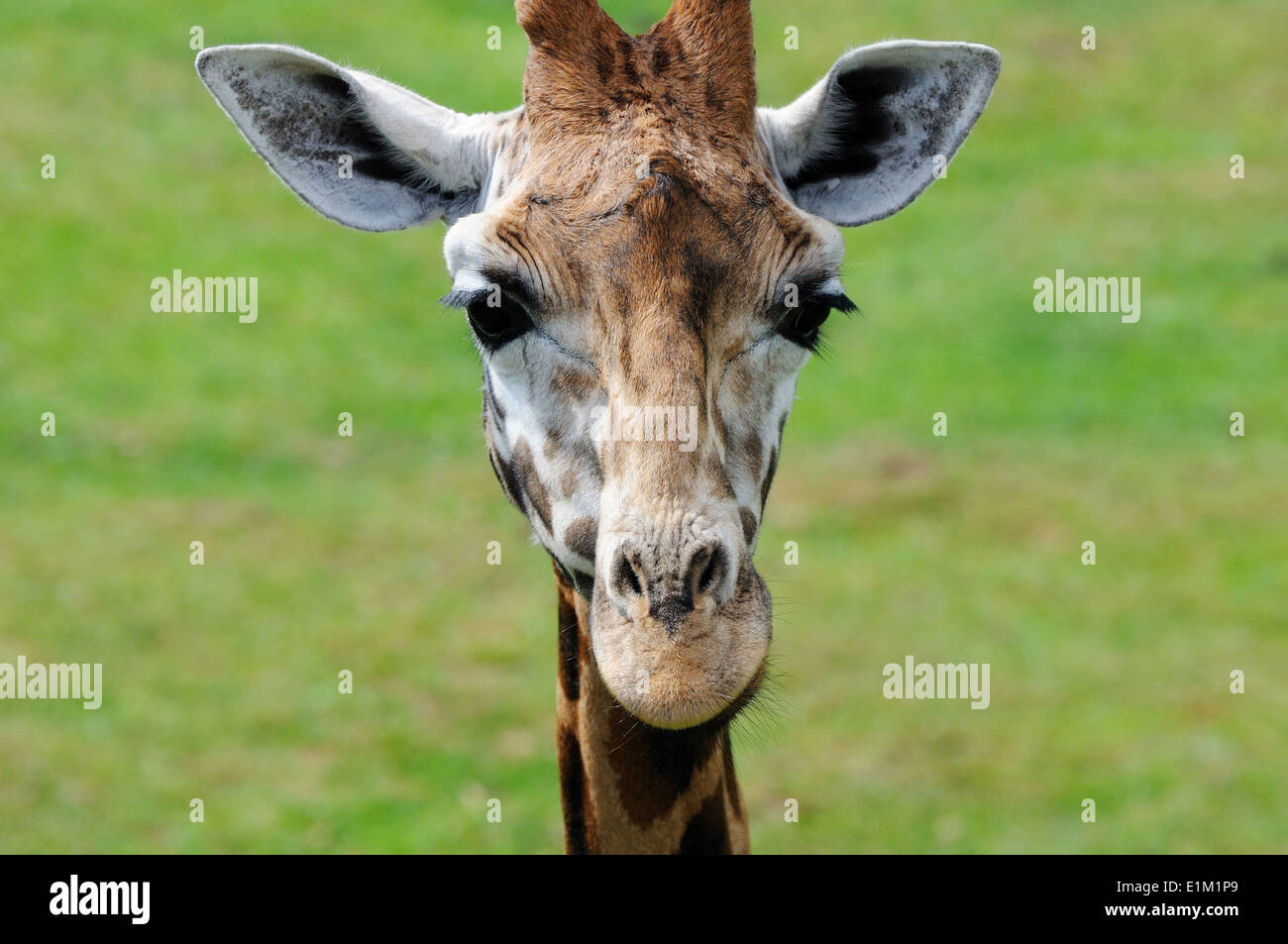 Zoo animals Stock Photo