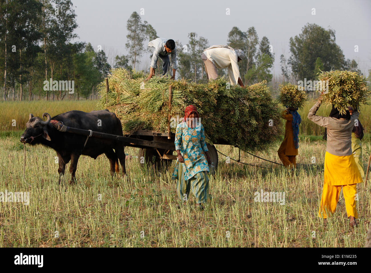 Mustard plant High Resolution Stock Photography and Images Alamy