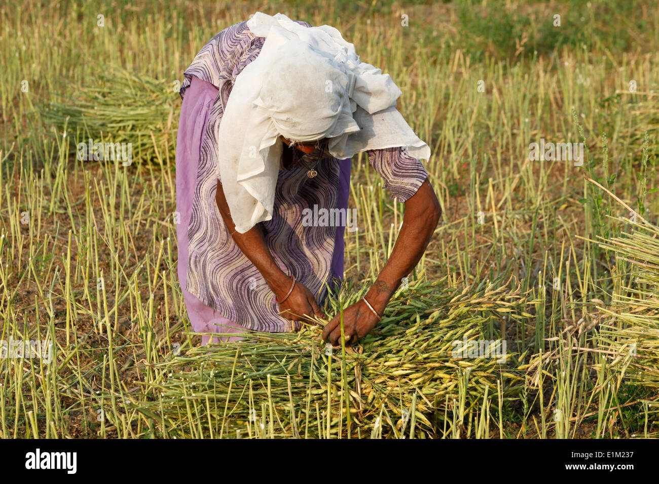Mustard plant harvest Stock Photo Alamy