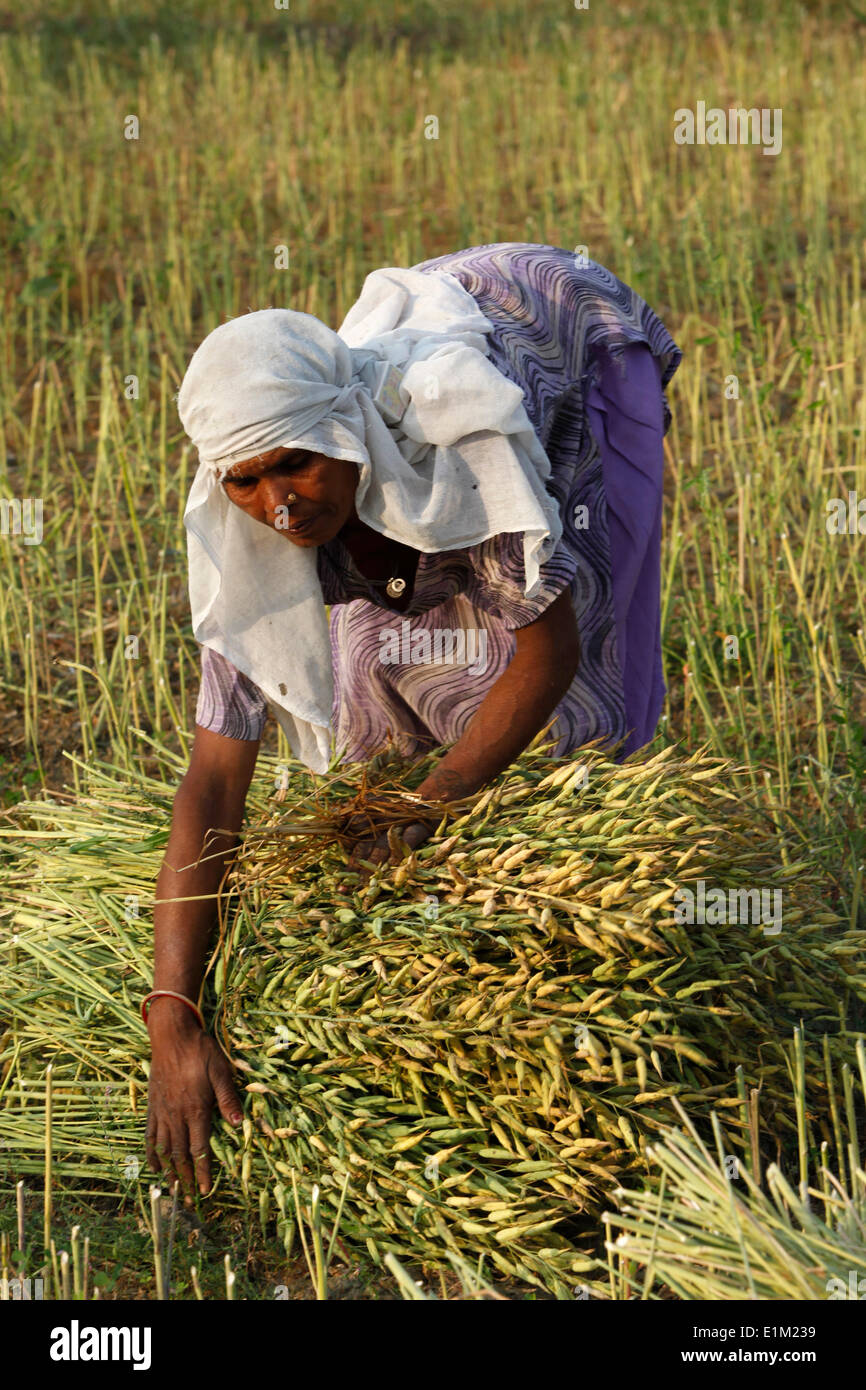 Mustard plant harvest Stock Photo Alamy