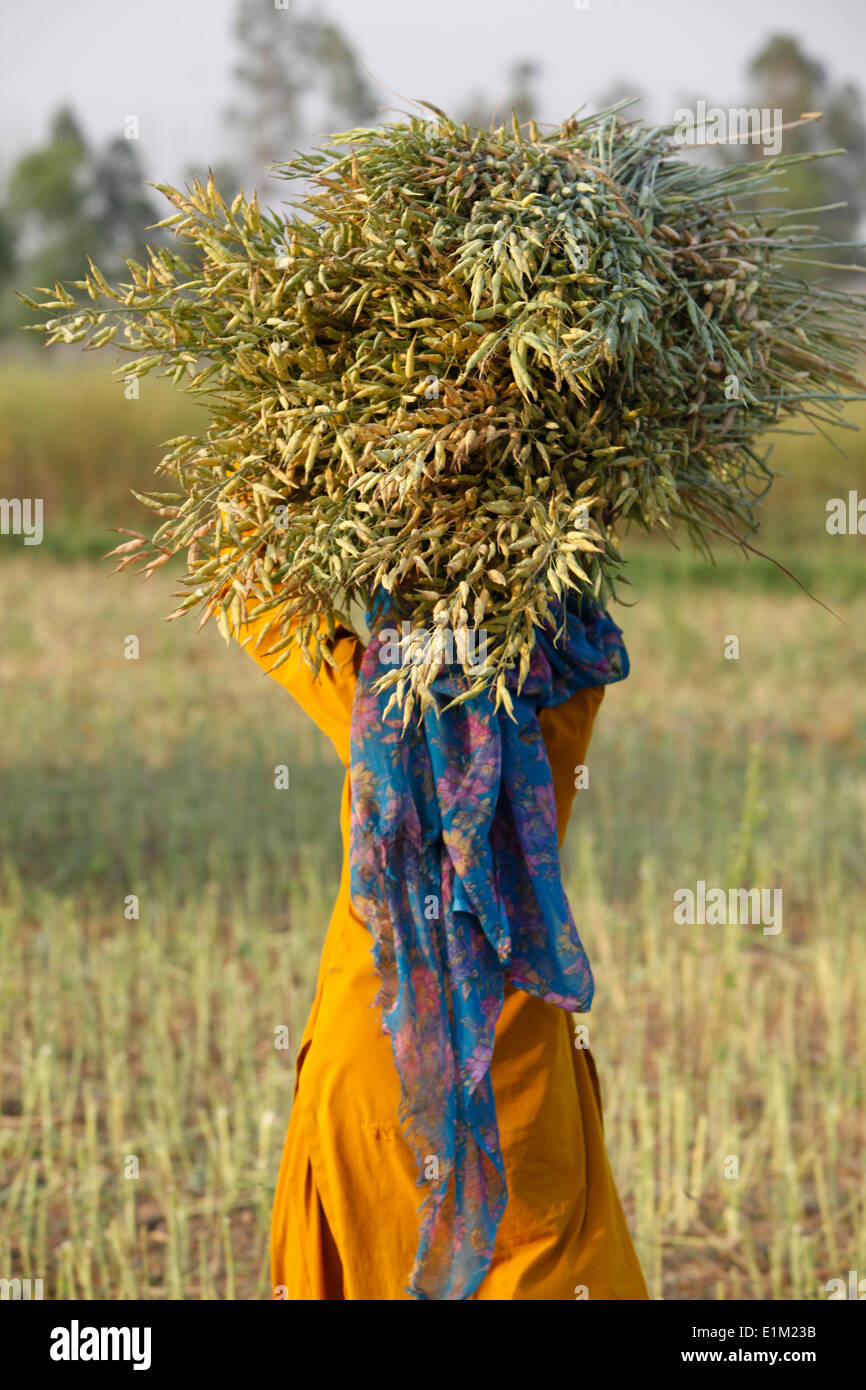 Mustard plant harvest Stock Photo Alamy