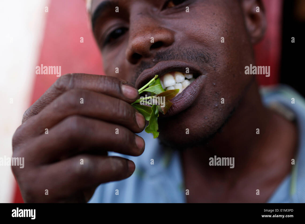 Qat Stock Photos & Qat Stock Images Alamy