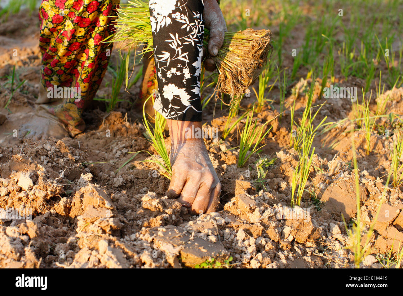 Woman Planting Rice in Cambodia. Stock Photo