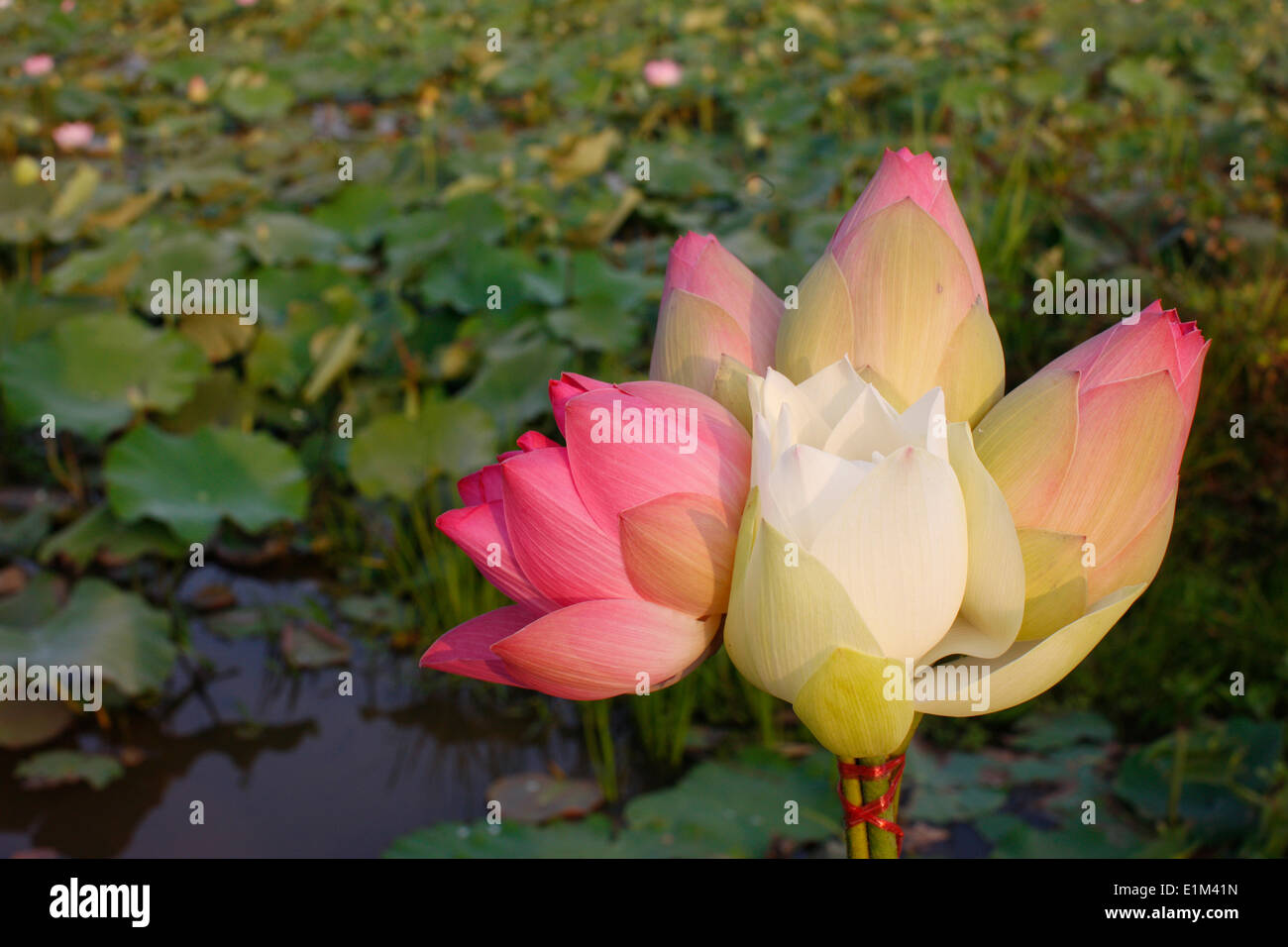 Field of lotus flowers in Cambodia Stock Photo Alamy