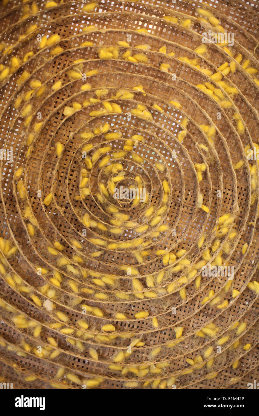 Silk worms at a silk factory Stock Photo