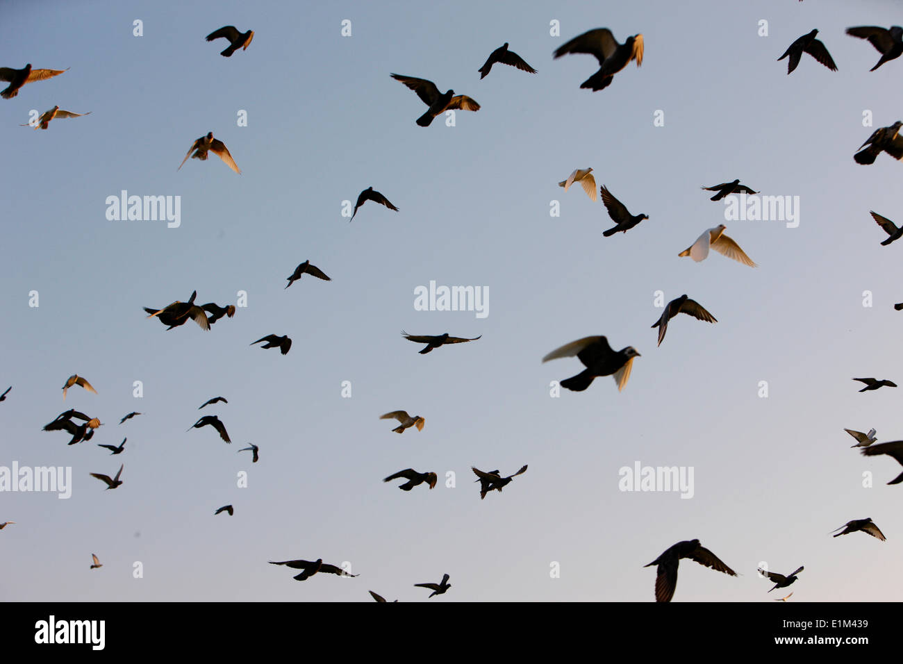 Pigeons. Stock Photo