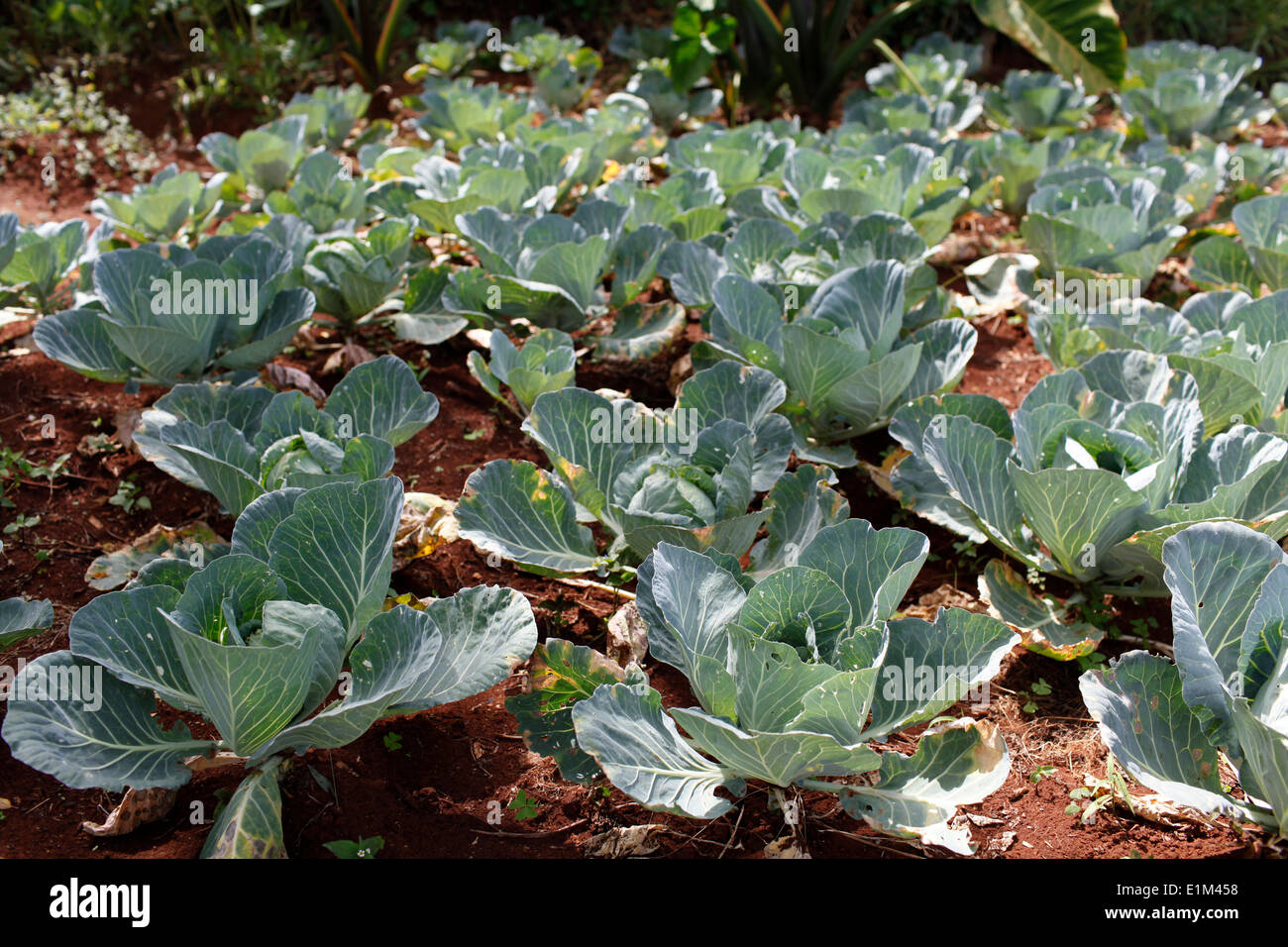 Cabbage in Margaret Nderitu's vegetable garden. She has been a client of KWFT microcredit since 2005 Stock Photo