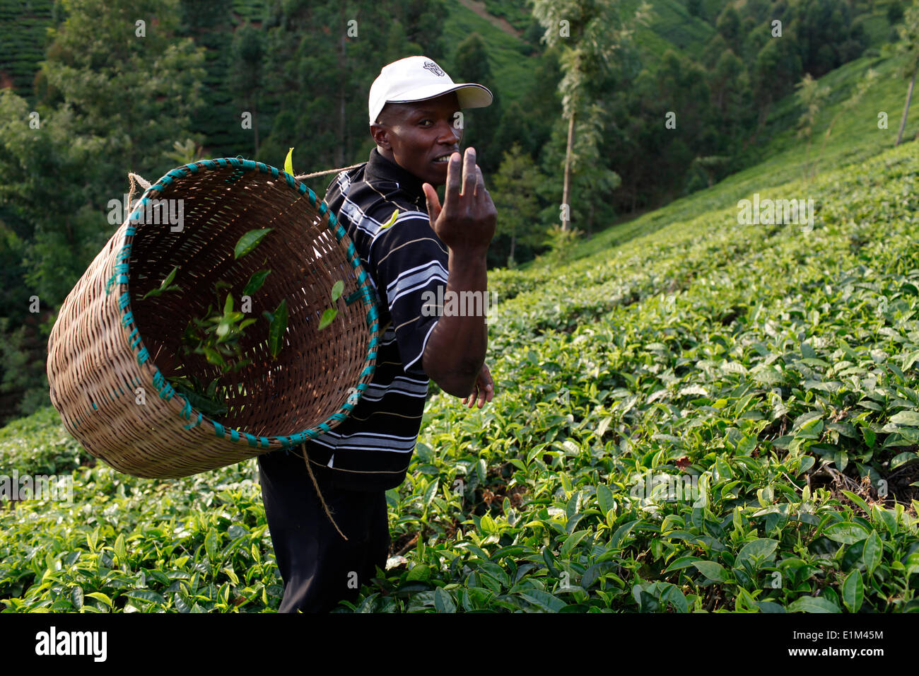 Farmer Lincoln Kimanthi Mugo (picking tea) is servicing a 80,000 KS loan from BIMAS microcredit Stock Photo