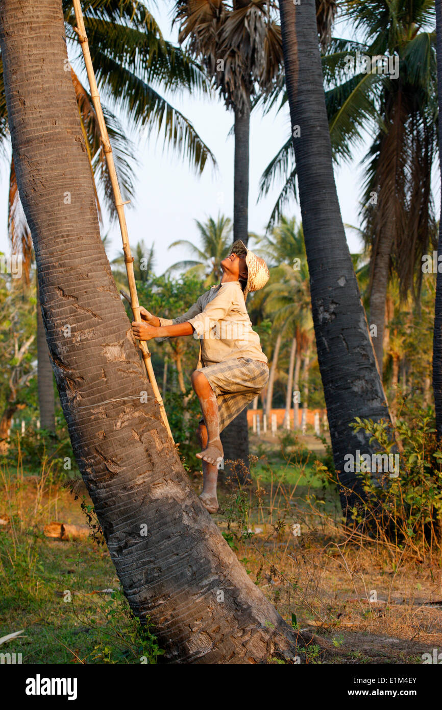 Boy climbing up a coconut tree Stock Photo