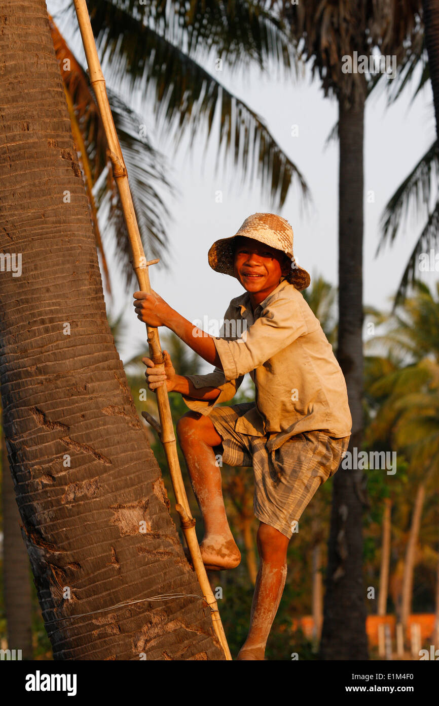 Boy climbing up a coconut tree Stock Photo