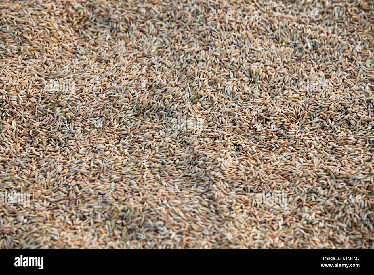 Rice crop Stock Photo