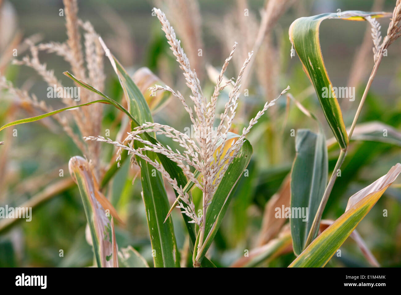 Field corn hi-res stock photography and images - Alamy