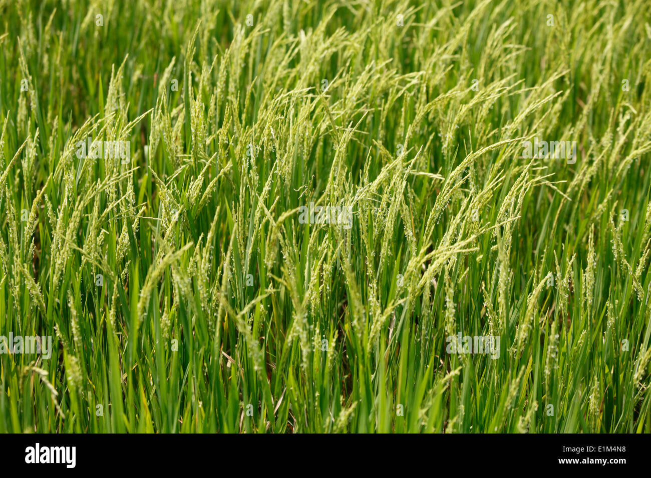 Rice field farming hi-res stock photography and images - Alamy