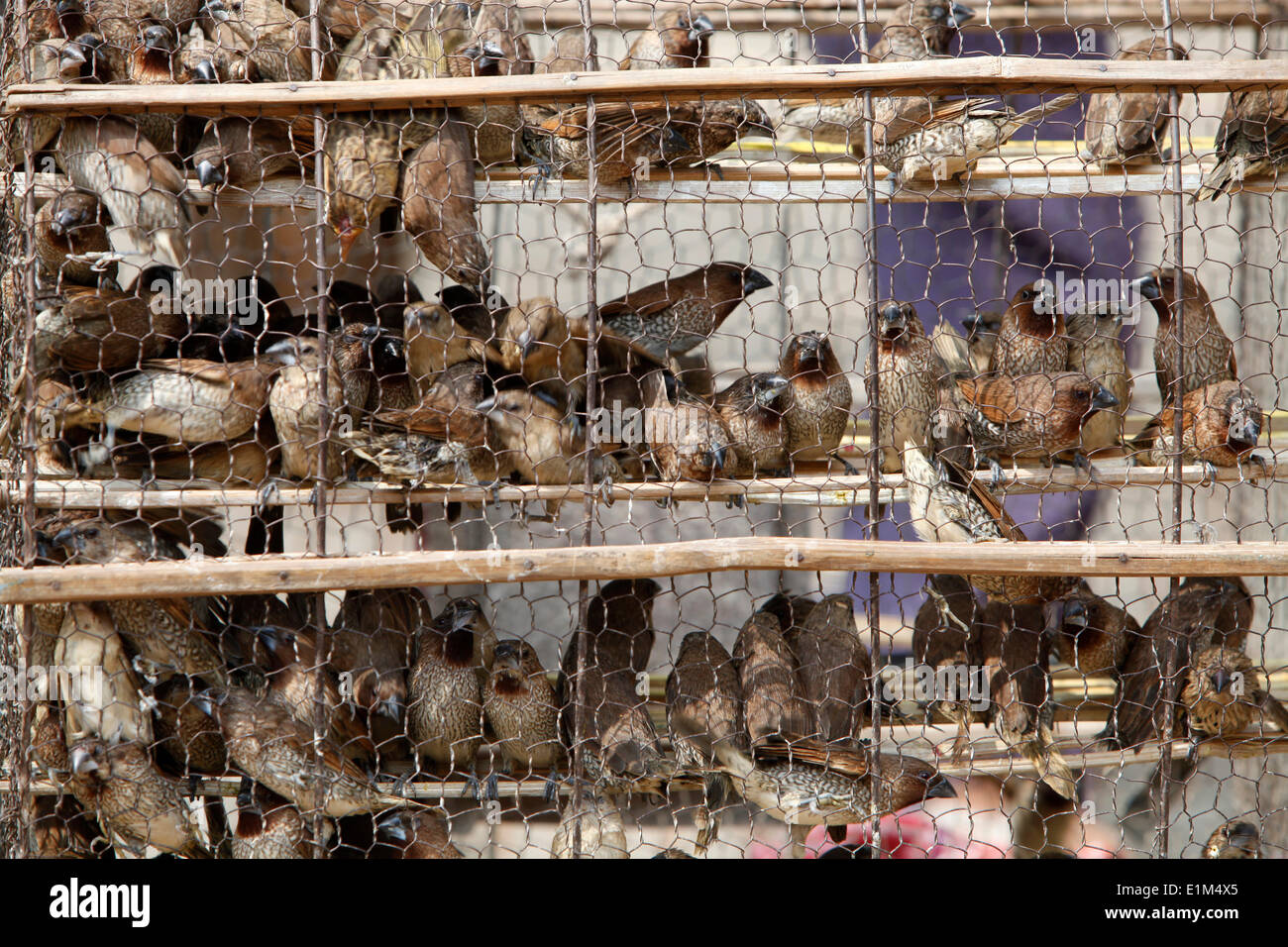 Caged birds Stock Photo