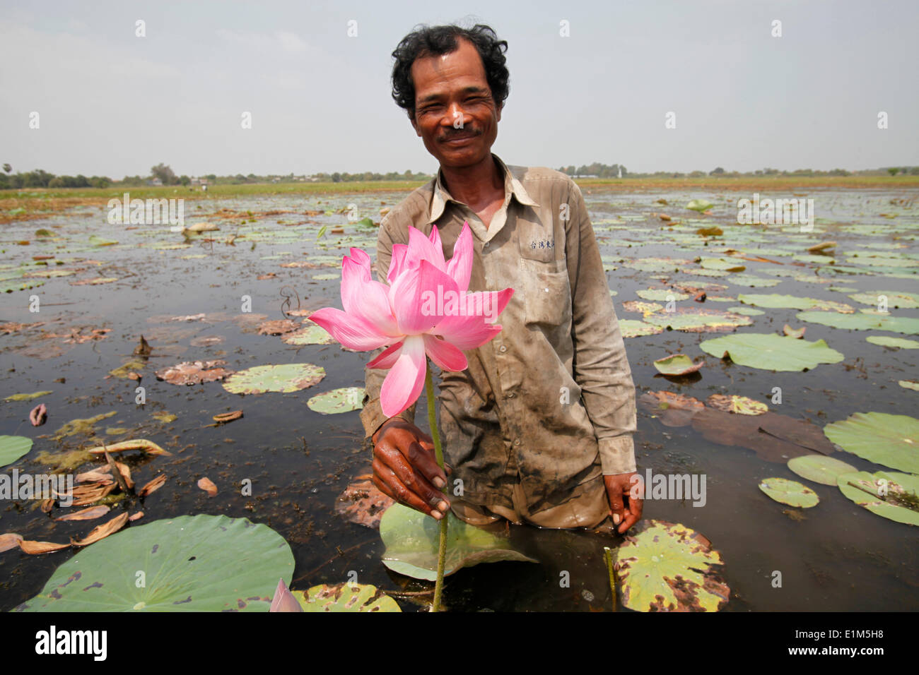 Phat Tort grows lotus flowers on Koh Dach (Silk island) with a loan from Chamroeun microfinance Stock Photo