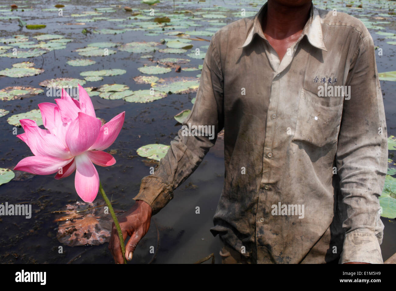 Phat Tort grows lotus flowers on Koh Dach (Silk island) with a loan from Chamroeun microfinance Stock Photo