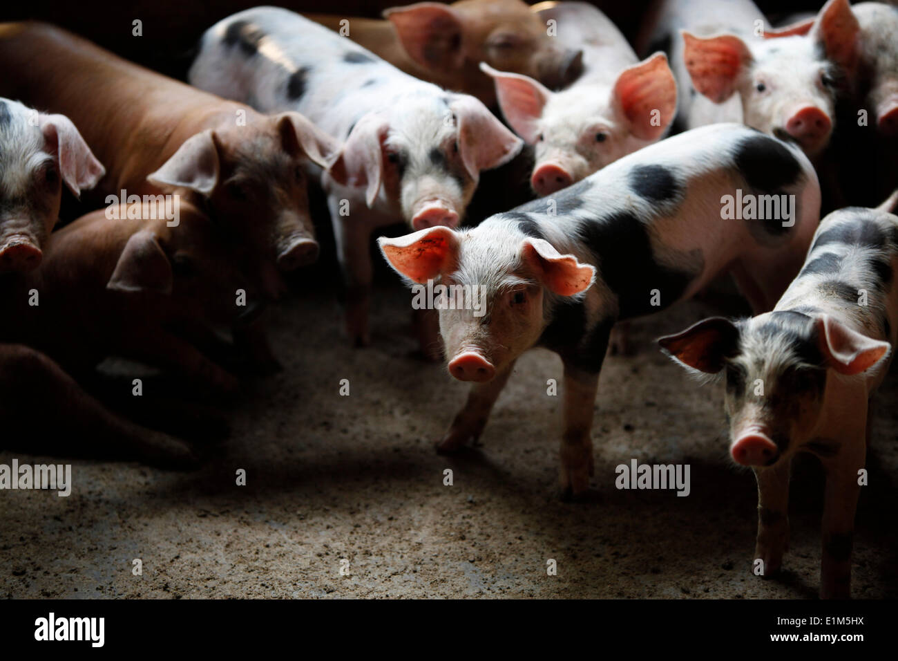 Pig farming financed by a loan from TPC microfinance Stock Photo