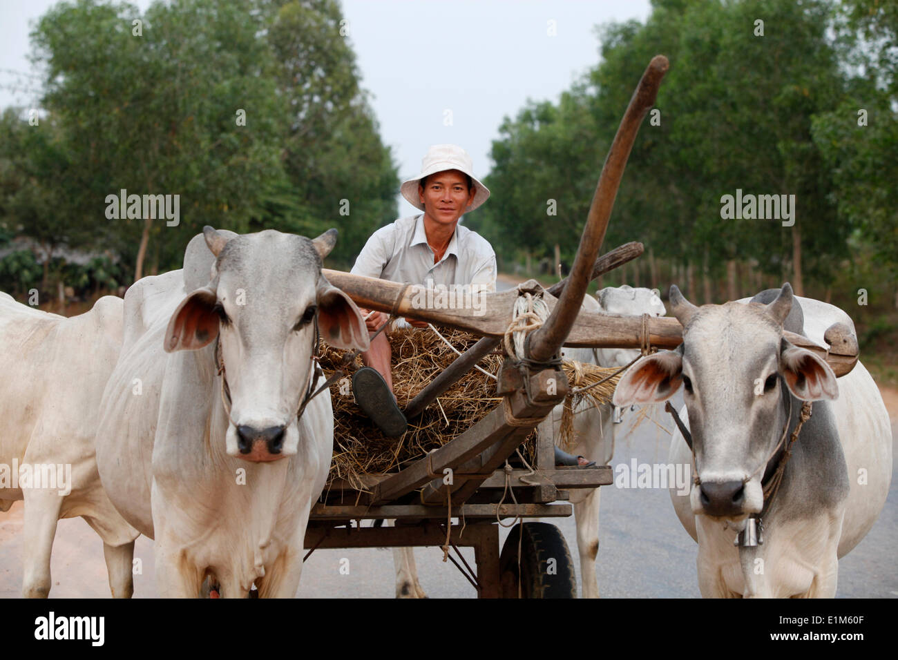 Farmer riding a bullock cart Stock Photo