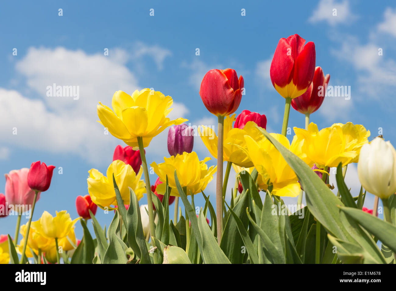 Beautiful colorful tulips against a blue sky with clouds Stock Photo ...