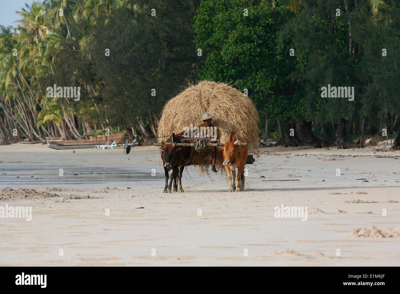 Buffalo-driven cart Stock Photo