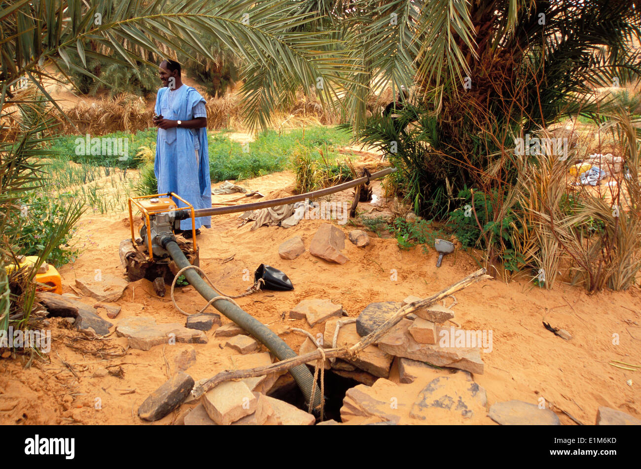 Desert agriculture on sand Stock Photo Alamy
