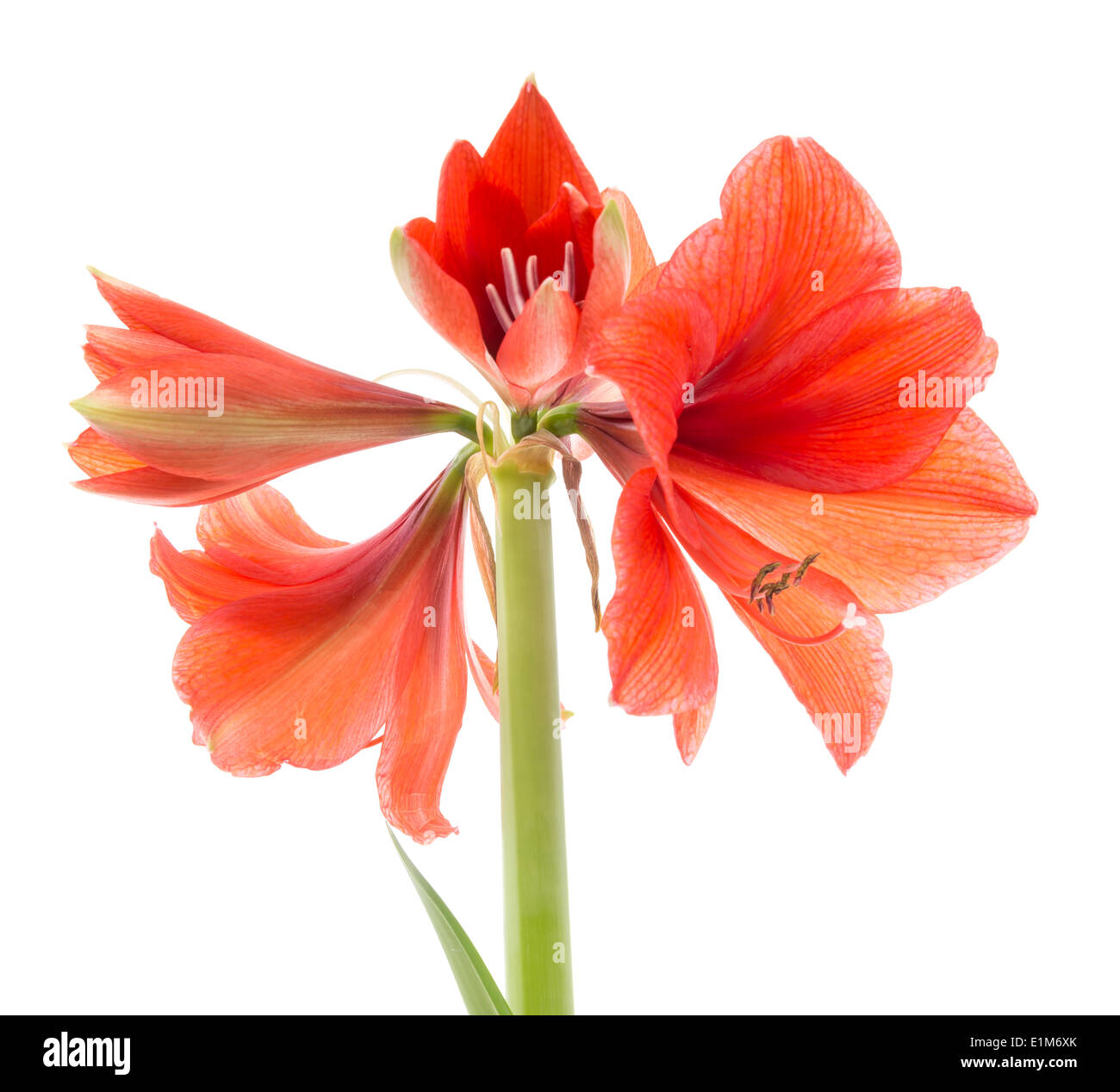 Blooming amaryllis over a white background Stock Photo