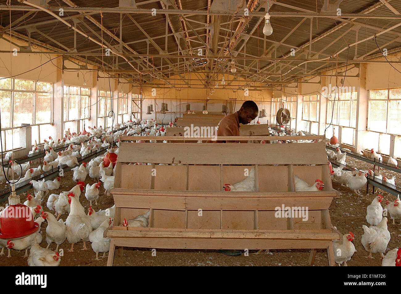 Poultry breeding Stock Photo