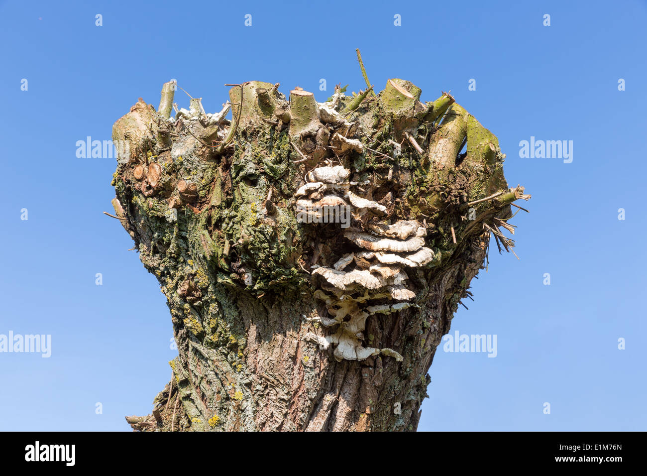 Pollard willow with fungus against a blue sky Stock Photo