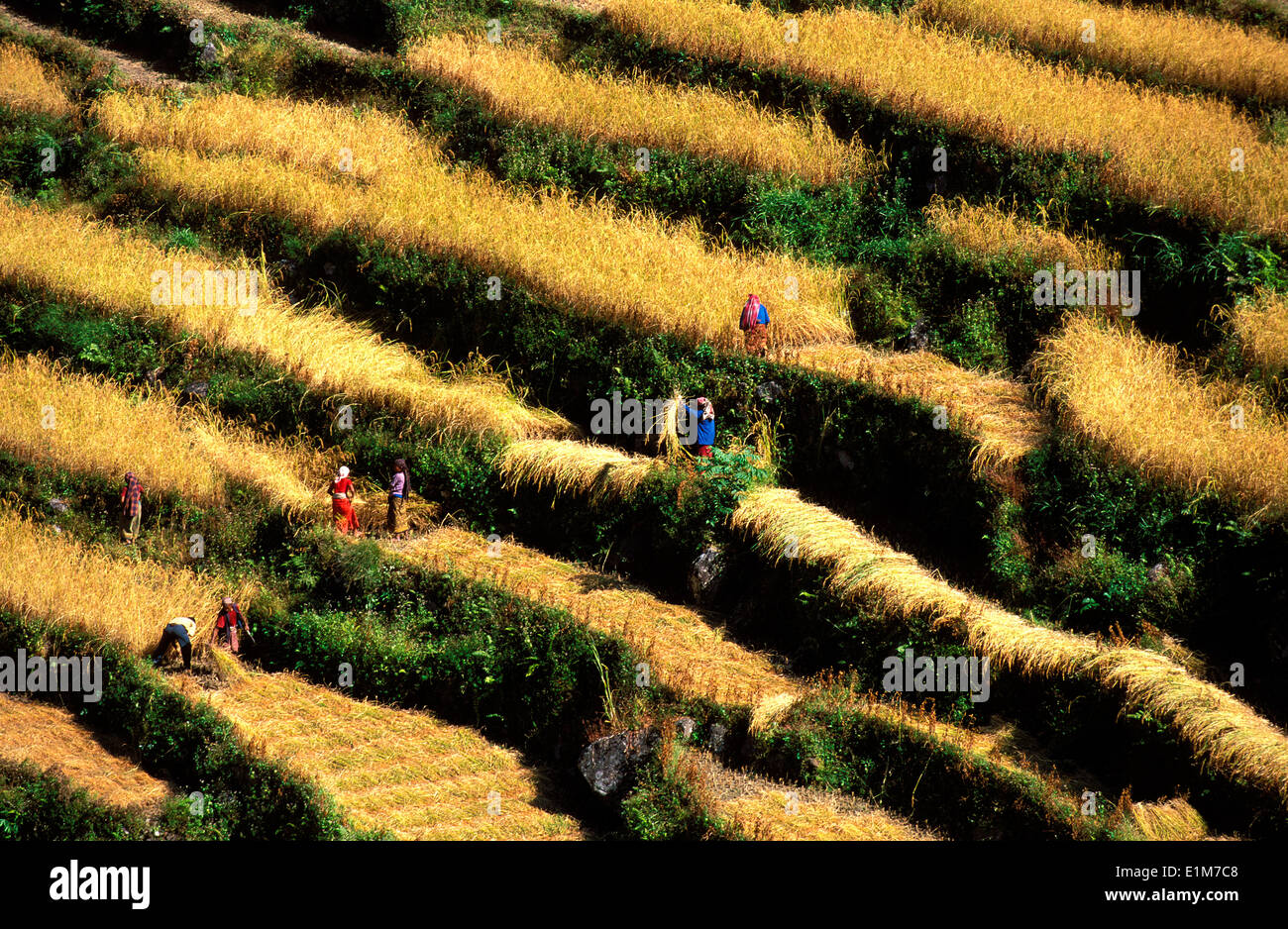 Rice fields rice hi-res stock photography and images - Alamy