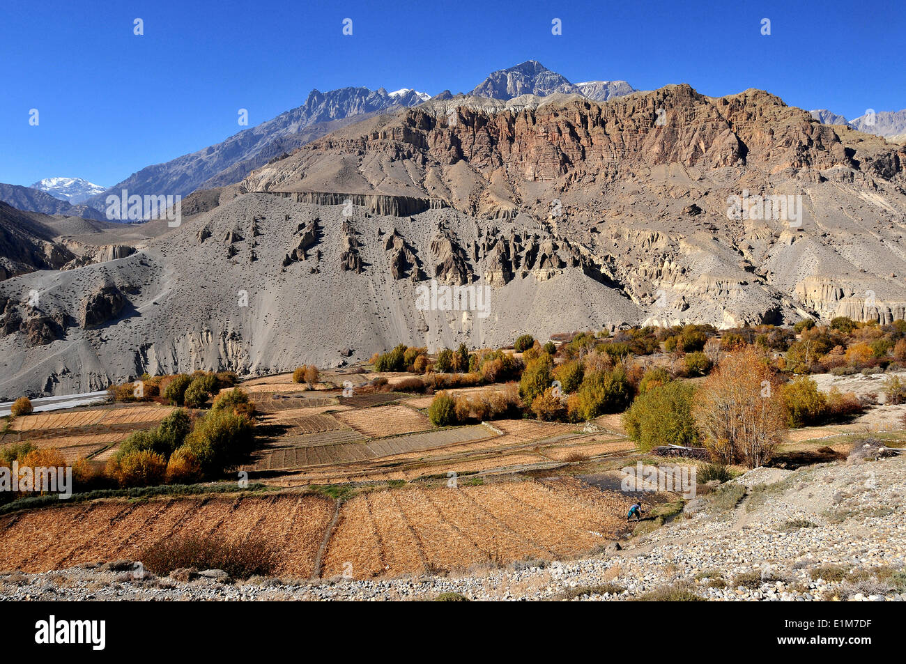 Barley cultivation in Mustang Stock Photo