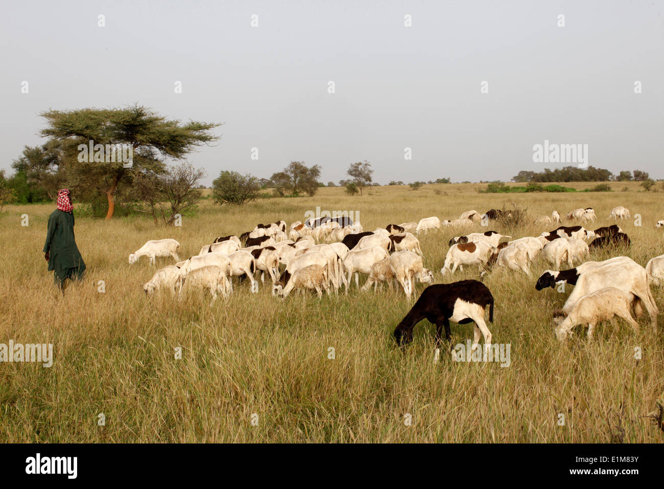 Peul cattle herder Stock Photo