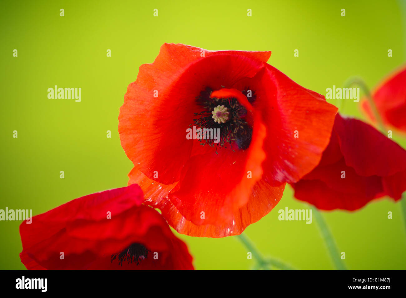 Garden corner poppies hi-res stock photography and images - Alamy