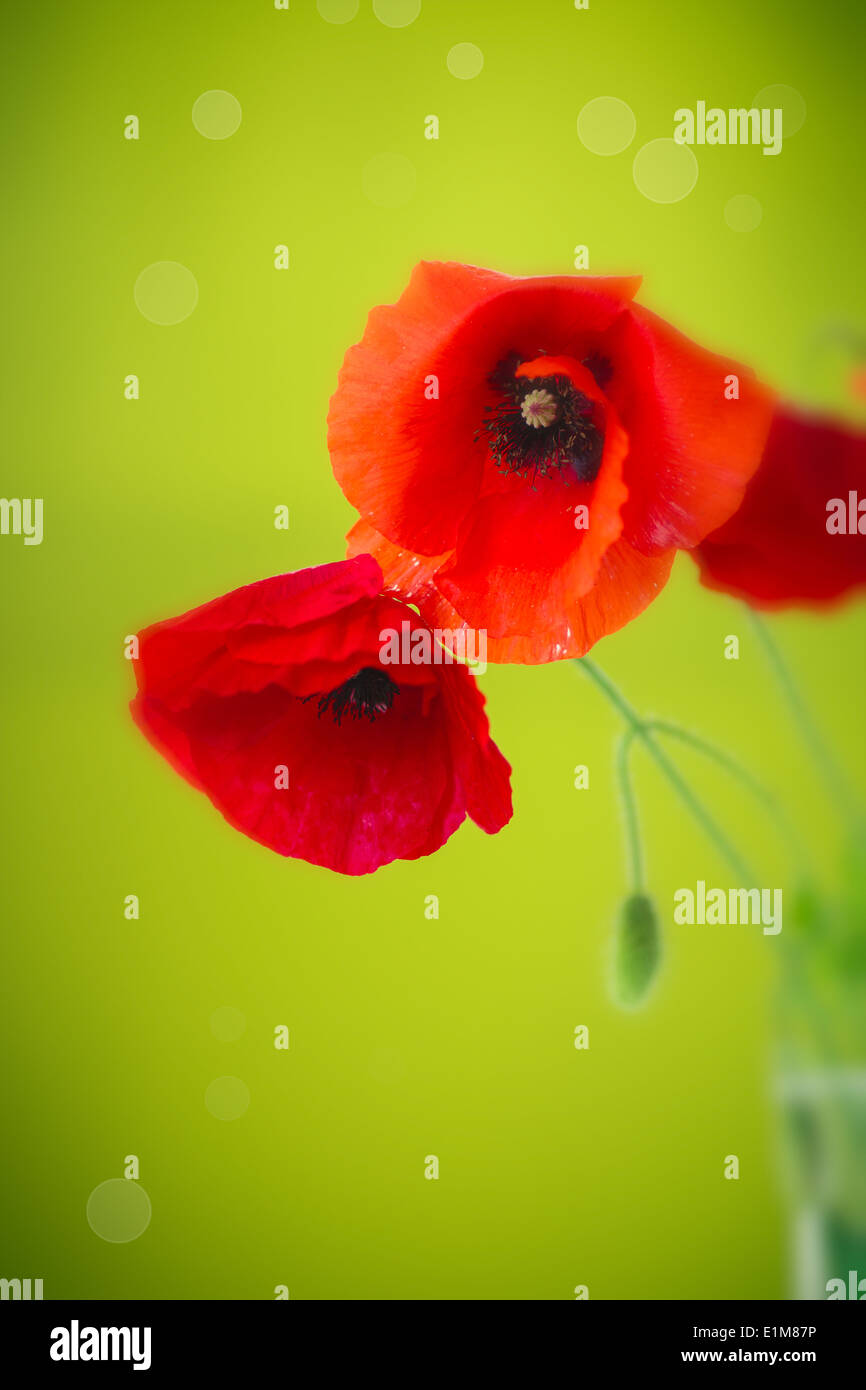Garden corner poppies hi-res stock photography and images - Alamy