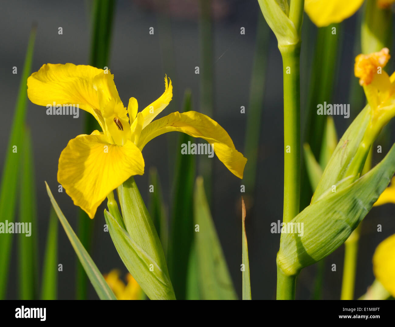 Yellow Iris or Yellow Flag (Iris pseudocorus) in flower. Godington, Ashford. Kent. Stock Photo