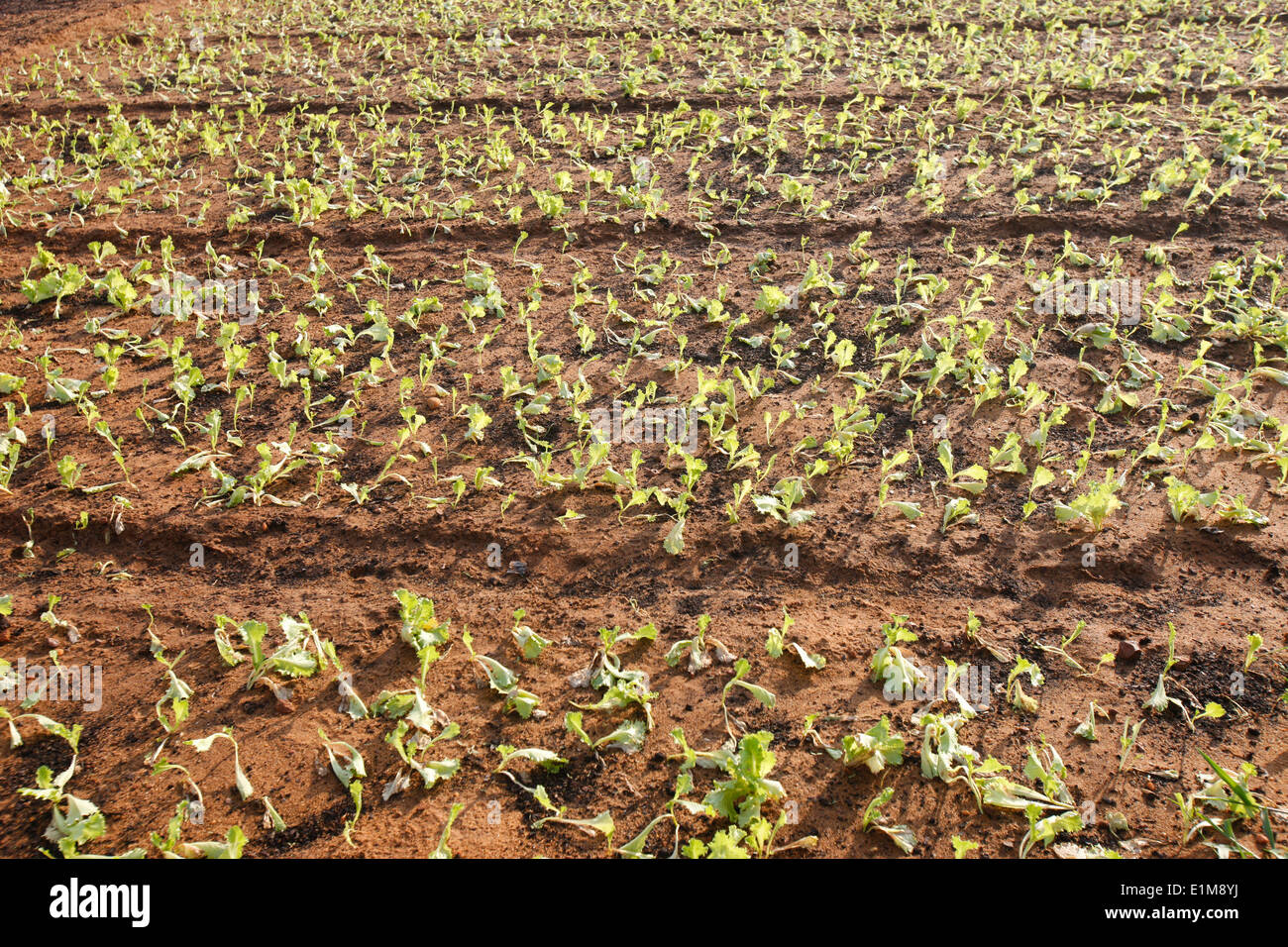 Lettuce cultivation Stock Photo