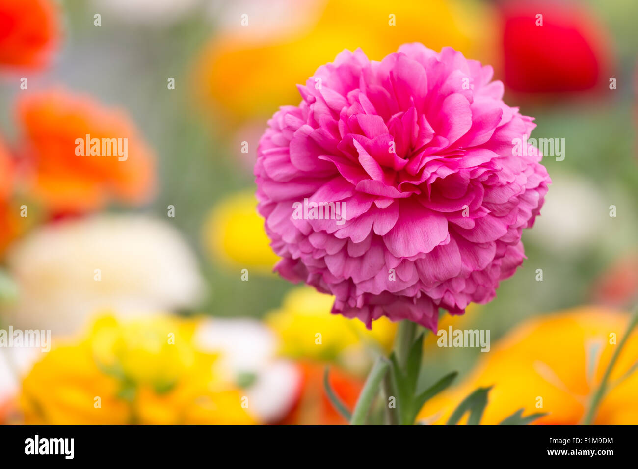 Purple ranonkel flower at a colorful background Stock Photo