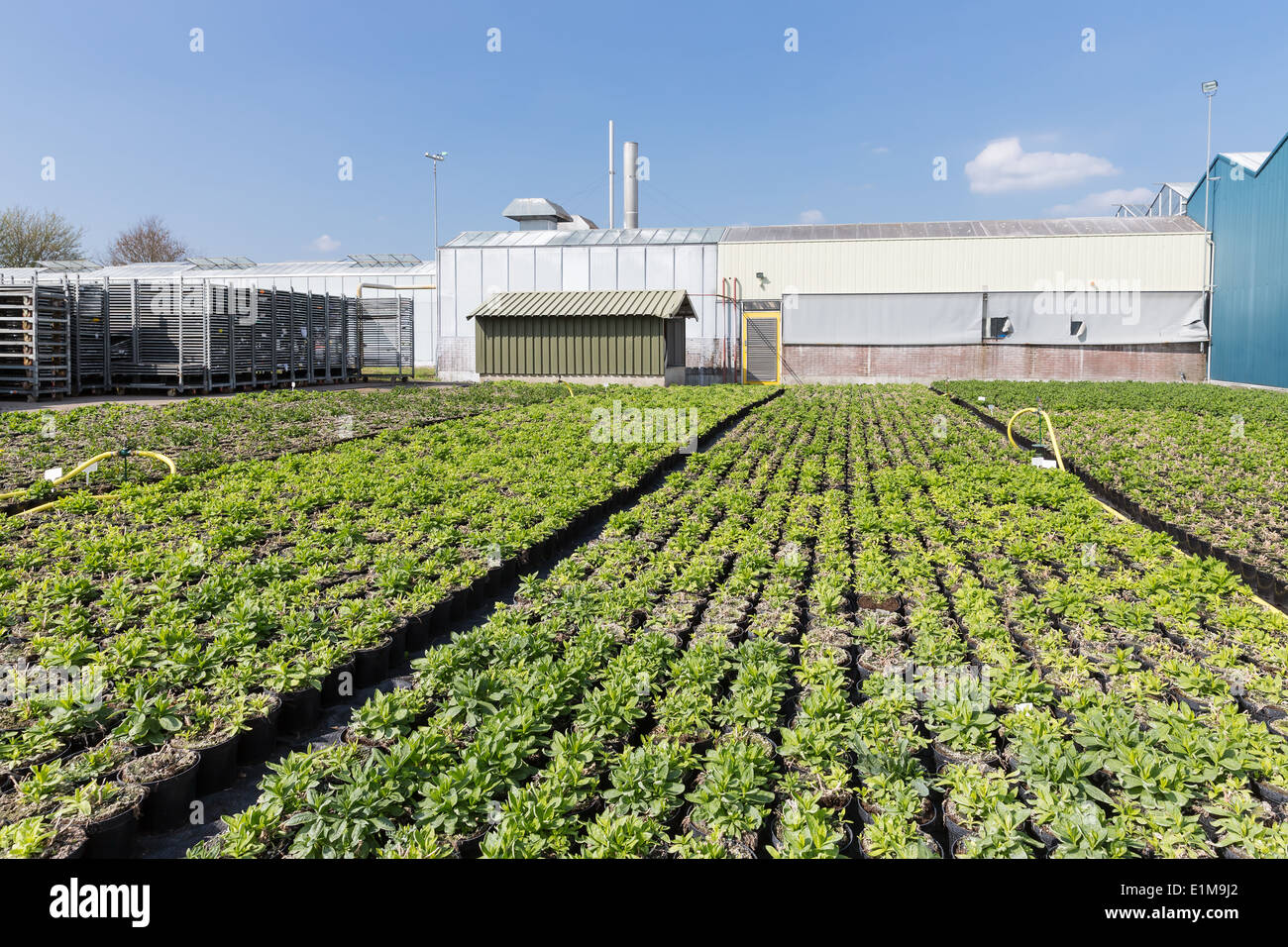 Dutch greenhouse with outdoor cultivation of plants Stock Photo