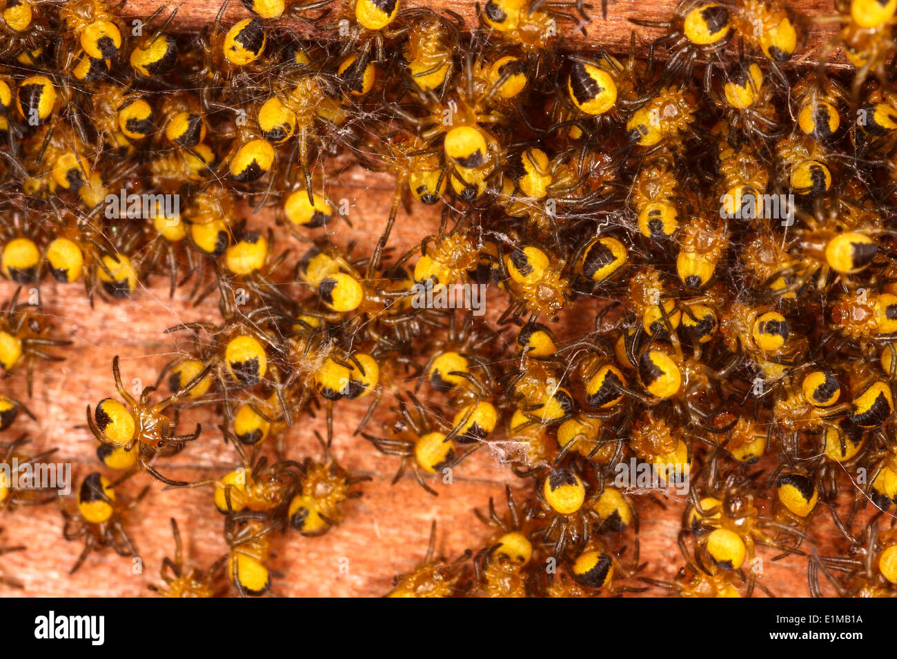 Close up of newly hatched garden spiders Stock Photo - Alamy